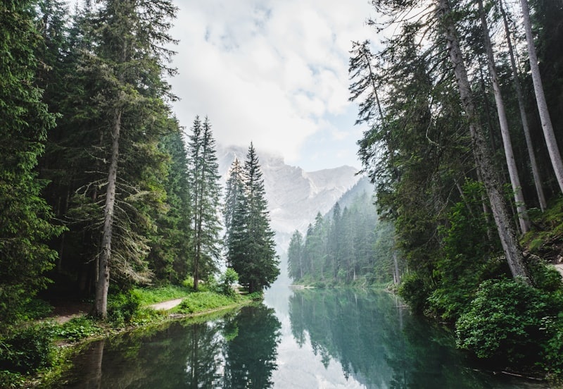 Reforestation